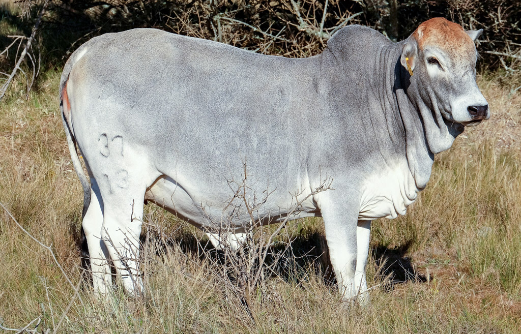 BORAN